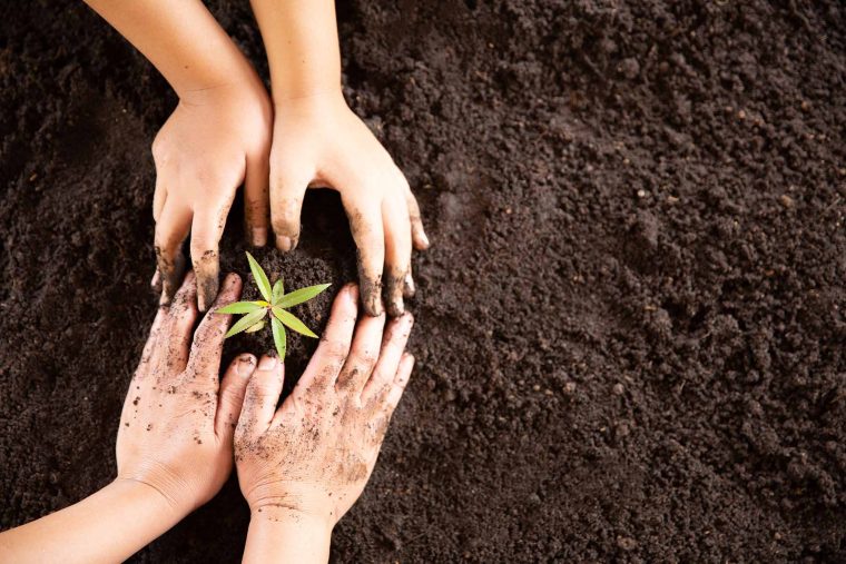 Qué es el sustrato para plantas