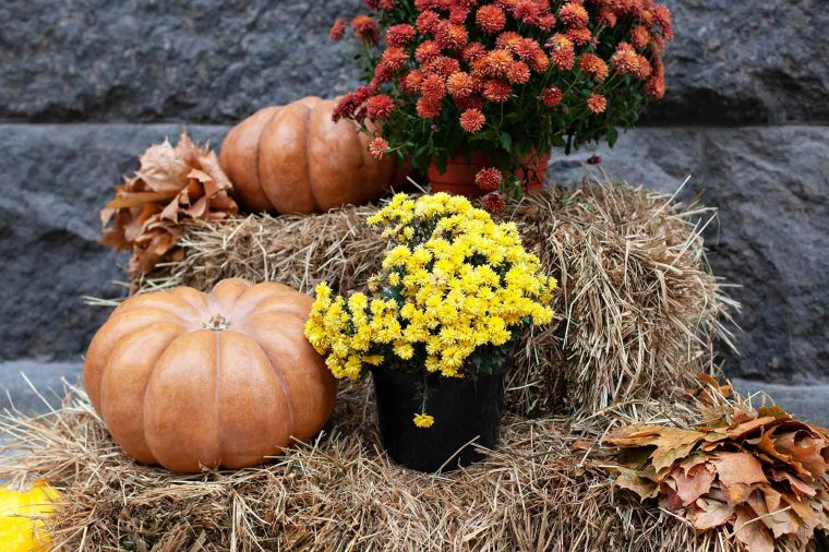 ¿Qué flores comprar para el Día de Todos los Santos__