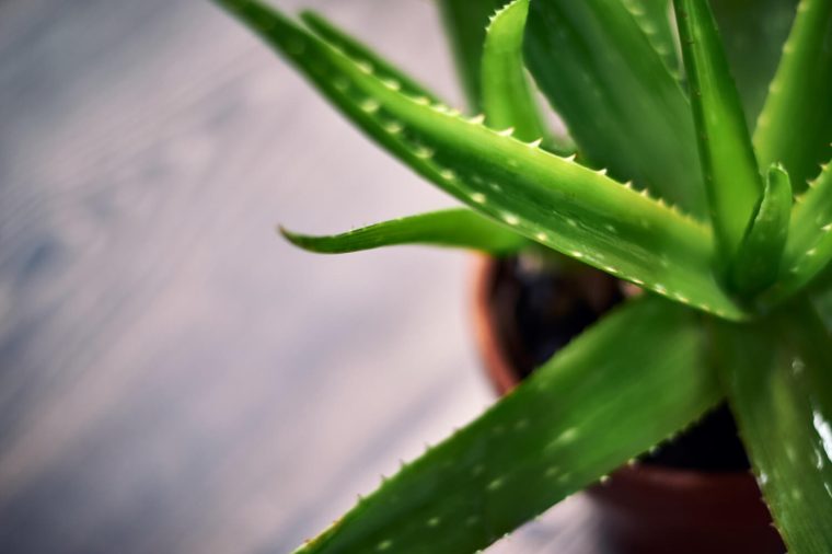 aloe vera propiedades