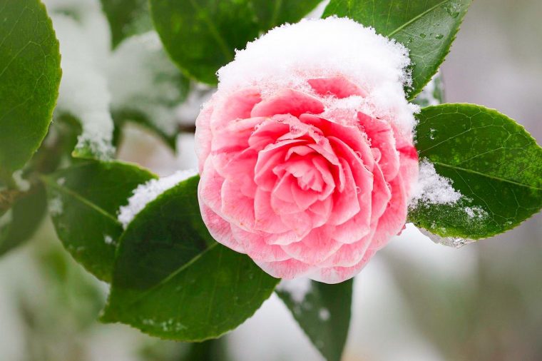 Tipos de flores de invierno: da color a la estación más fría | MariFlores